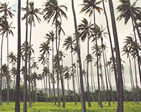 Kauai Palm Trees